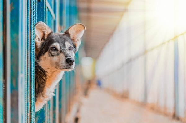 Dog peers past shelter gate into hallway