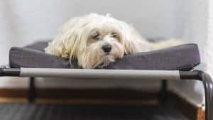 Maltese bichon on an elevated dog bed