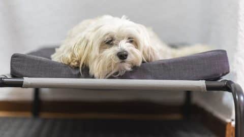 Maltese bichon on an elevated dog bed