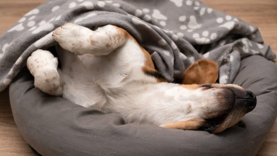 Picture of cute lazy beagle puppy lying on his pillow inside the apartment