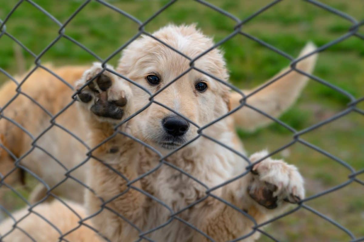 A blonde dog pawing at a gate. 