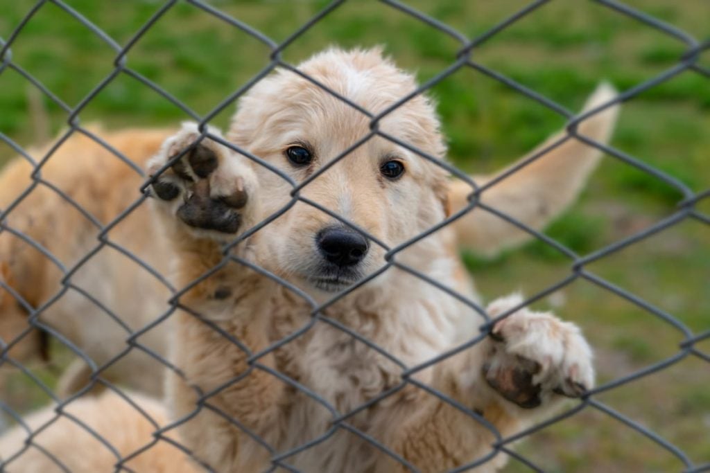 a golden retriever on hind feet paws at a chained link fence