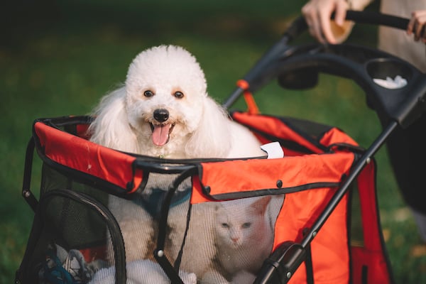 dog and cat in stroller