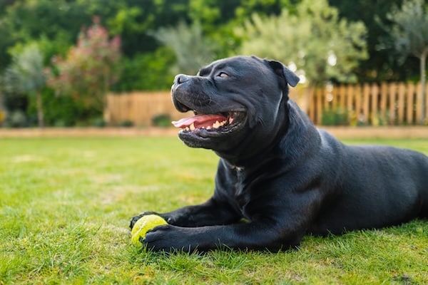 Happy dog with tennis ball sitting in a fenced yard
