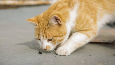 cat playing with a fly