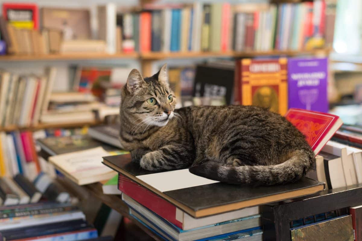 Cat lying on the stack of books in the bookstore.