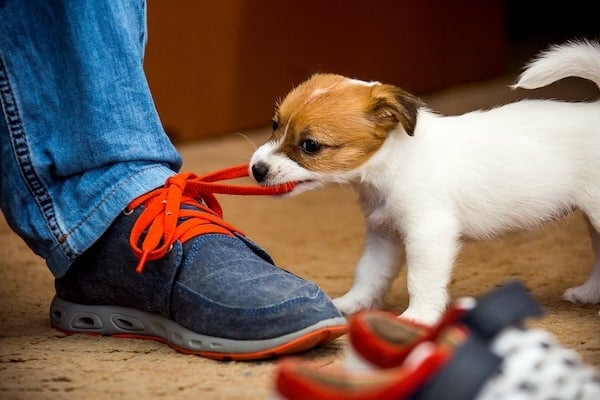 Puppies plays with laces on the owner’s shoes
