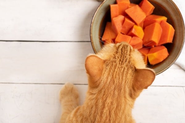 Curious cat looking at chopped pumpkin in bowl on white background