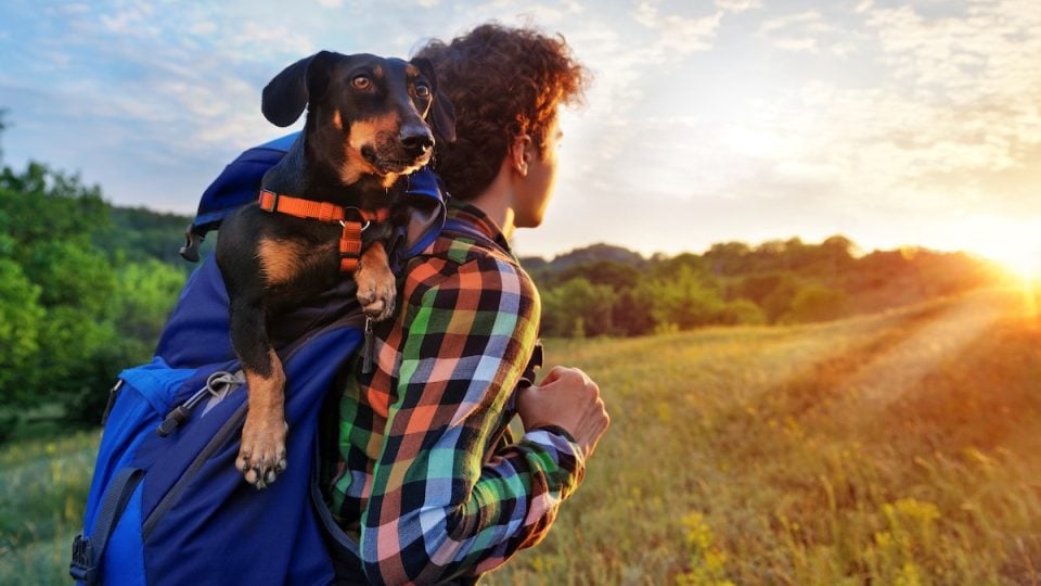 Person hiking at sundown with a dog in the backpack