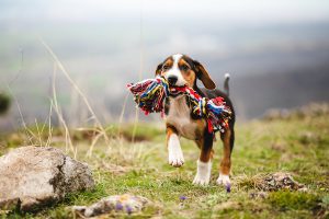 Dog carrying rope toy across field