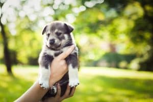 Gray and black puppy being held in park setting