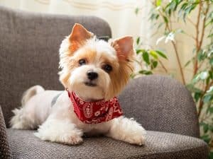 Yorkie puppy sitting on couch and looking at camera