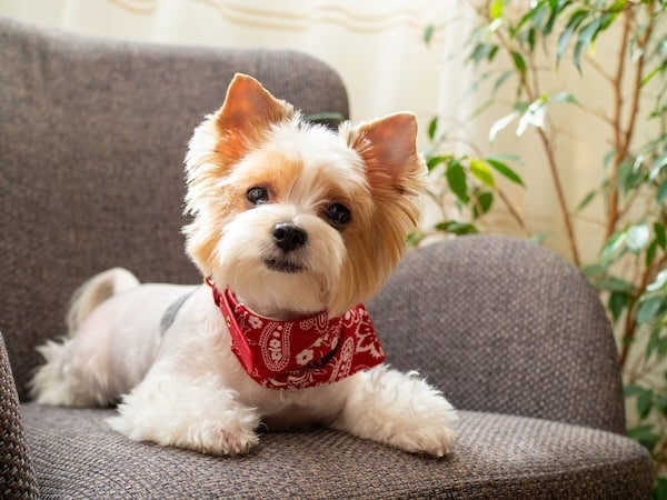 Yorkie puppy sitting on couch and looking at camera
