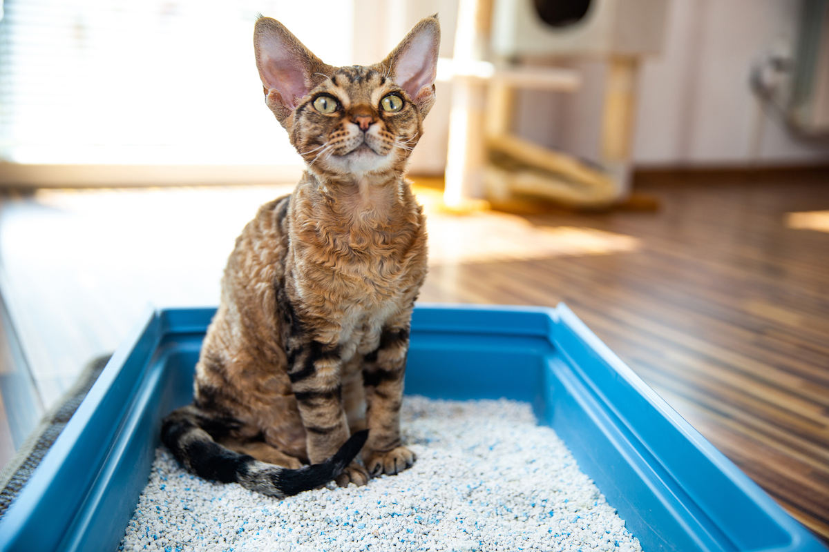 Cat sitting in litter box in sunny room