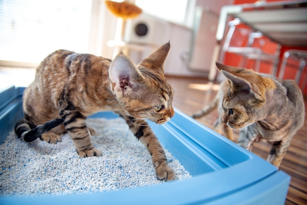 Devon Rex Kitten Teaching Brother How to Dig Sand in Litter Box