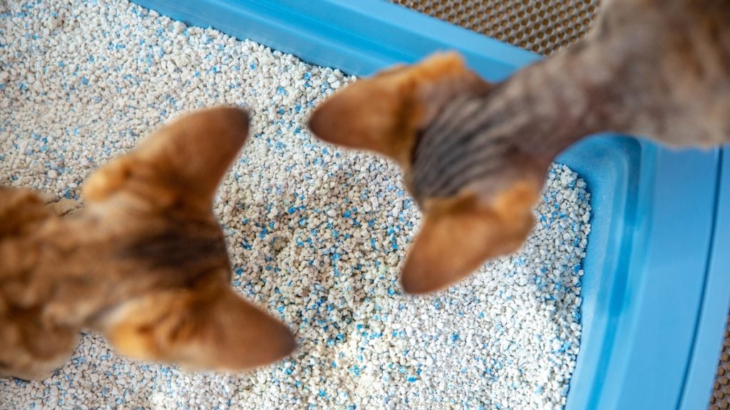 Devon Rex kittens examine litter in litter box