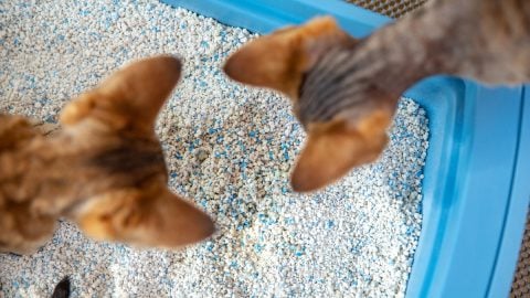 Devon Rex kittens examining litter