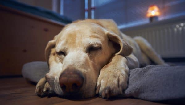 Old dog (labrador retriever) sleeping on his pet bed under window at home