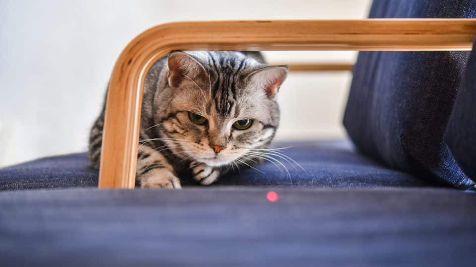 Cat playing with laser pointer