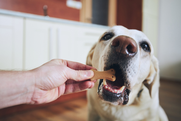 Dog eating biscuit