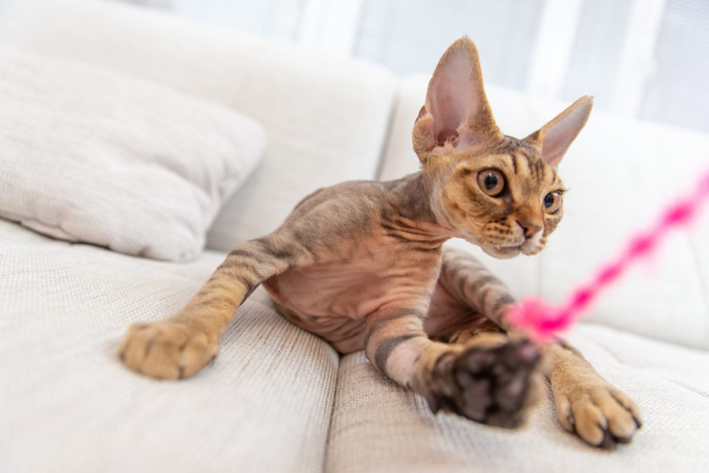 Cute Devon Rex Kitten Playing With Yarn String on Sofa