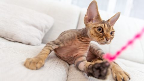 Cute Devon Rex Kitten Playing With Yarn String on Sofa