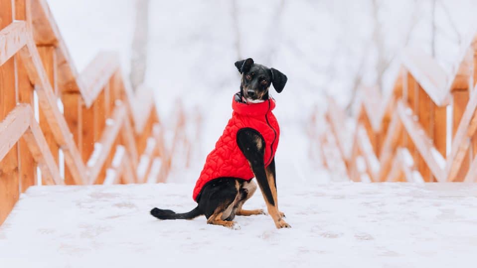 black mixed breed dog in a red winter jacket sitting outdoors