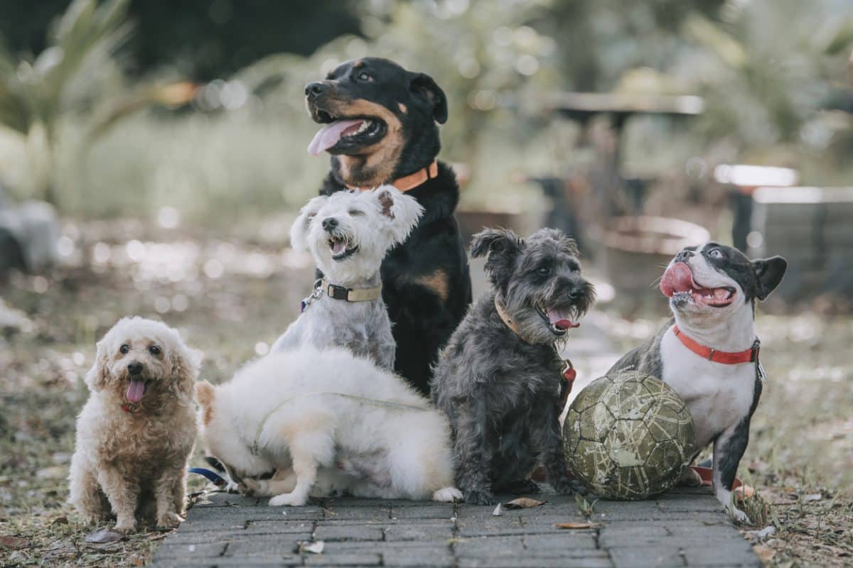 og breed rottweiler, french bulldog, toy poodle, Scottish terrier, Pomeranian outside under sunlight