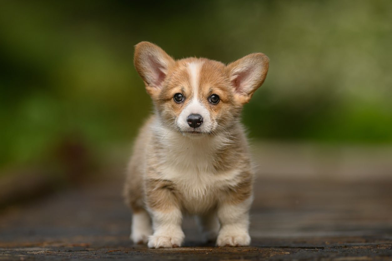 Welsh Corgi Pembroke puppy playing in garden