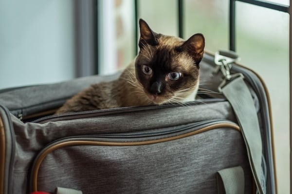 An excited Siamese cat pokes its head out of a cat carrier to look around alertly