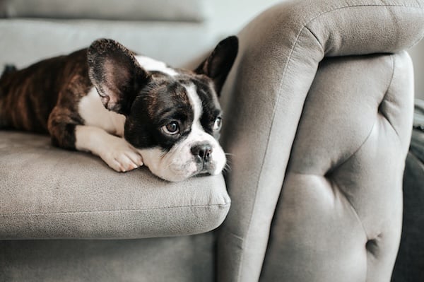 Bored dog sitting sadly on couch
