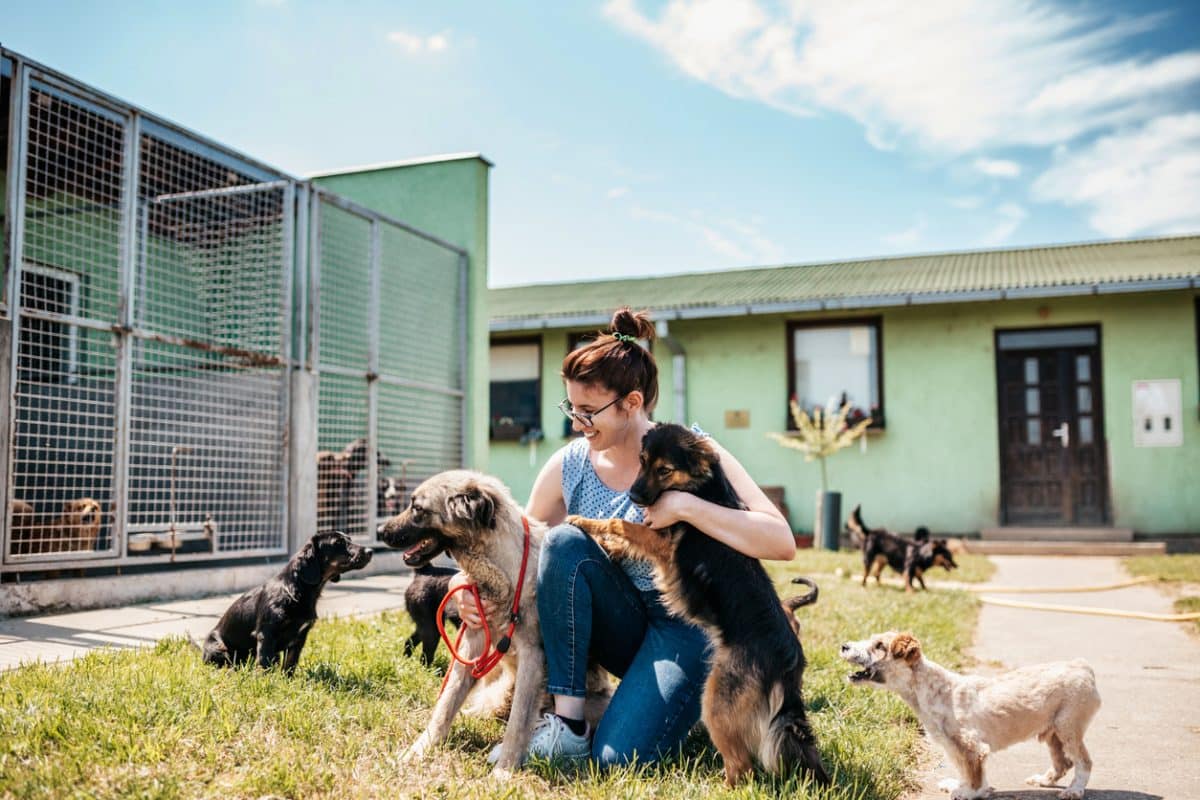 Young adult woman working and playing with adorable dogs in animal shelter