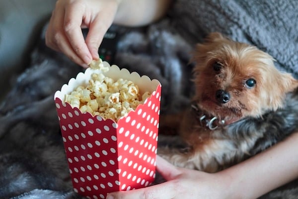 Woman eating popcorn with yorkshire terrier dog