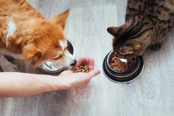 Hand fills bowls of dog and cat at home