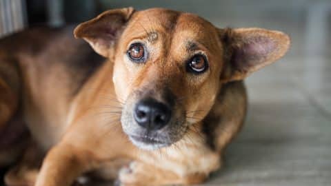 Nervous dog watches camera anxiously