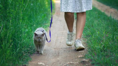 British shorthair male cat walks on a leash led by a girl along a countryside road