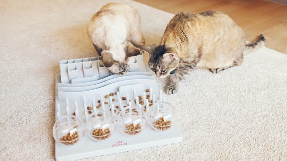 Two cats contemplating a slow feeder toy