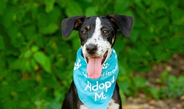 A dog wears an "adopt me" bandana against a leafy background