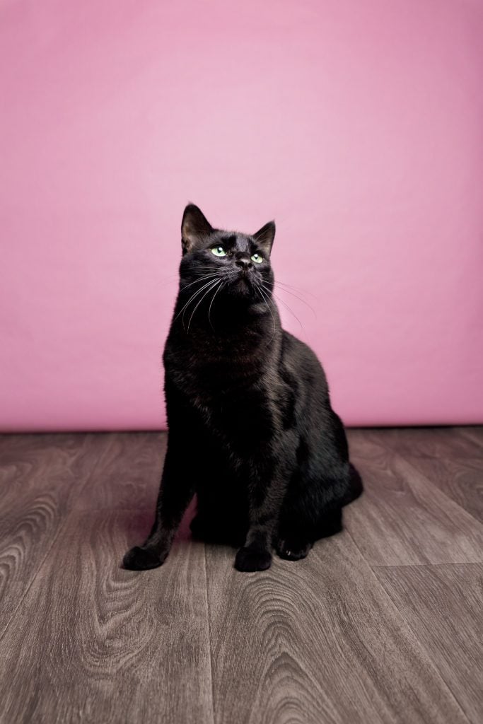 portrait of gorgeous black cat against a mauve painted wall