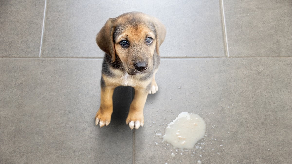 How To Clean Dog Vomit From Carpets