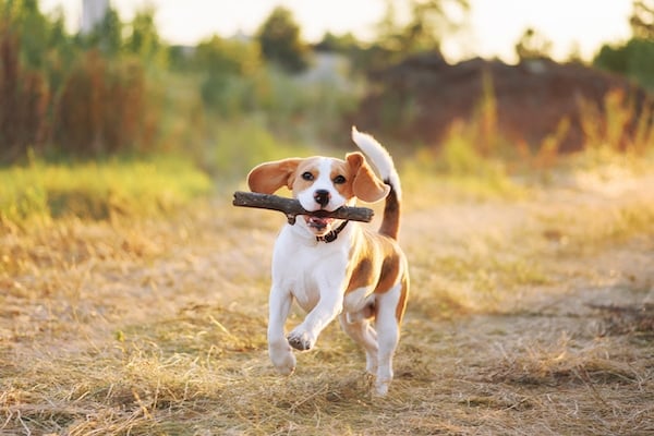 Happy beagle dog playing fetch with a stick outdoors