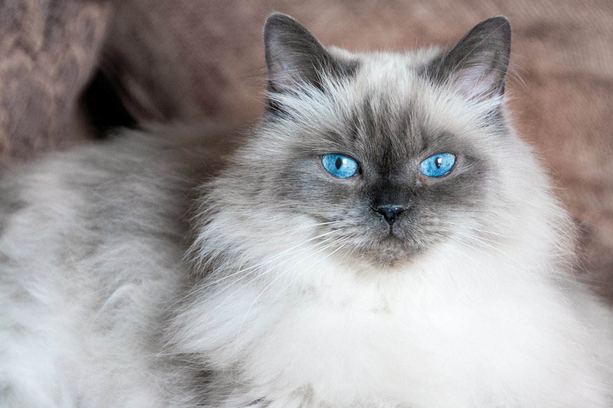 Lilac point Himalayan cat looking at camera