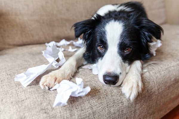 Border Collie sitting on couch next to destroyed toilet paper roll