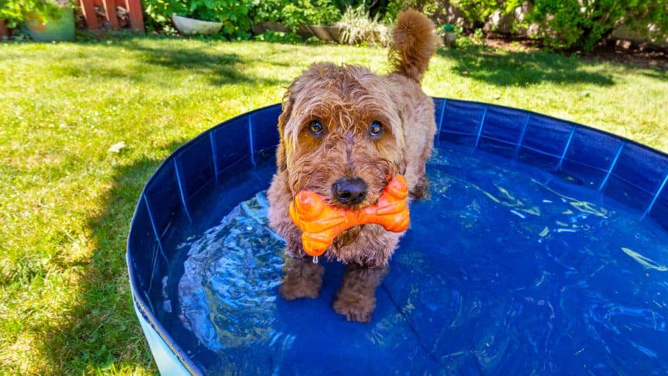 Miniature goldendoodle with toy enjoying a small splash pool on a hot summer day