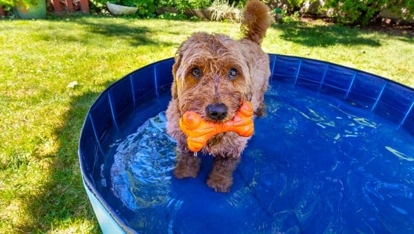 Miniature goldendoodle enjoying a small splash pool on a hot summer day