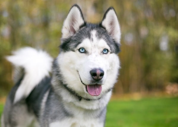 A purebred Siberian Husky dog ​​with blue eyes outdoors