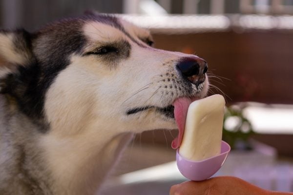 Dog licking ice cream. bar