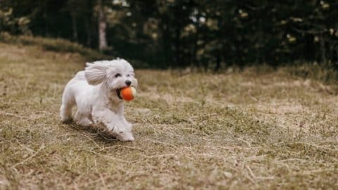 Maltese dog playing ball fetch game outdoors on grass