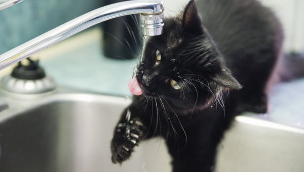 Black cat drinking from faucet