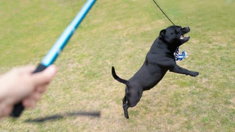 Staffordshire bull terrier dog jumping to catch a rope lure